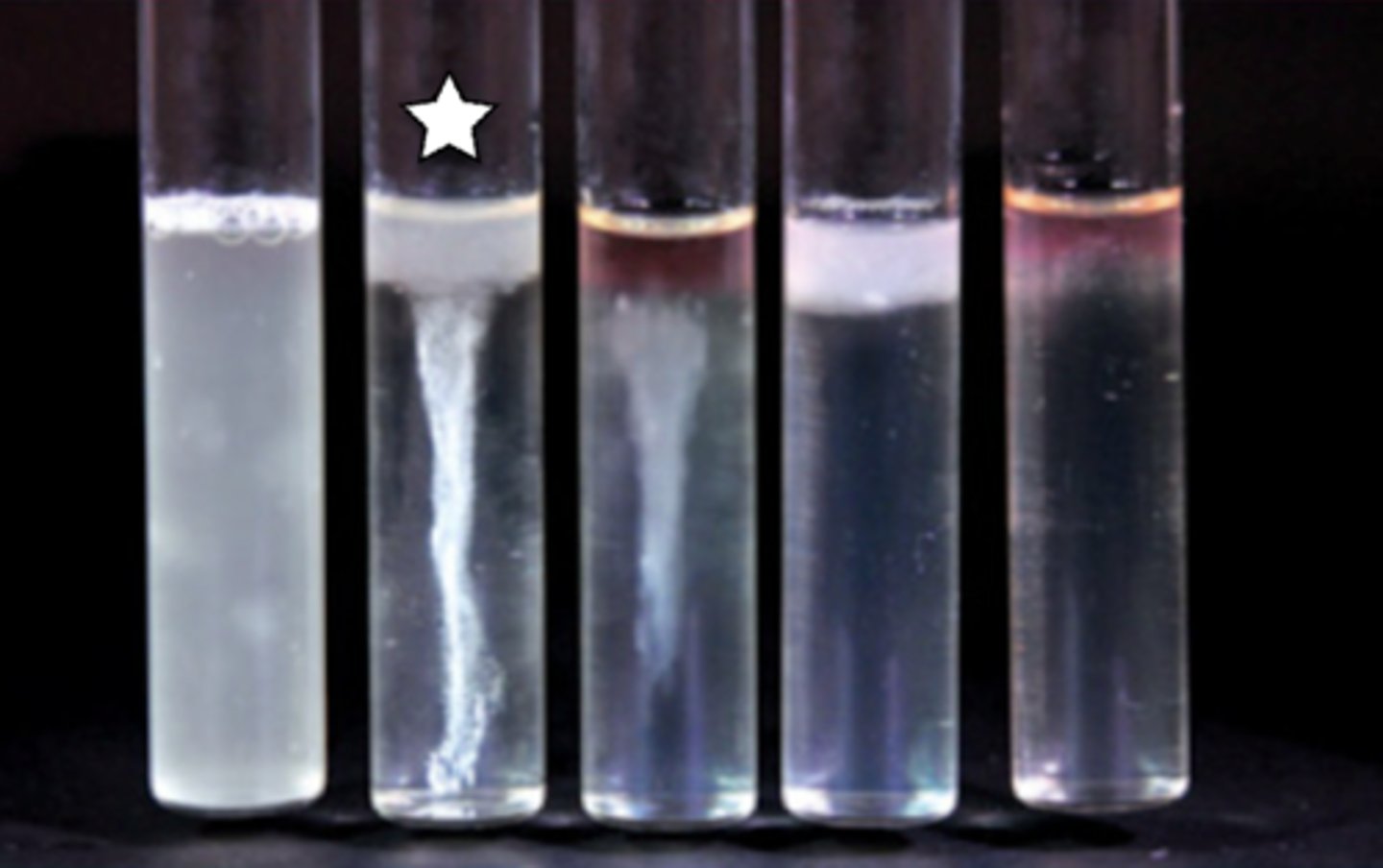 <p>FLUID THIOGLYCOLLATE BROTH</p><p>What type of organism is this based on their aerotolerance?</p>