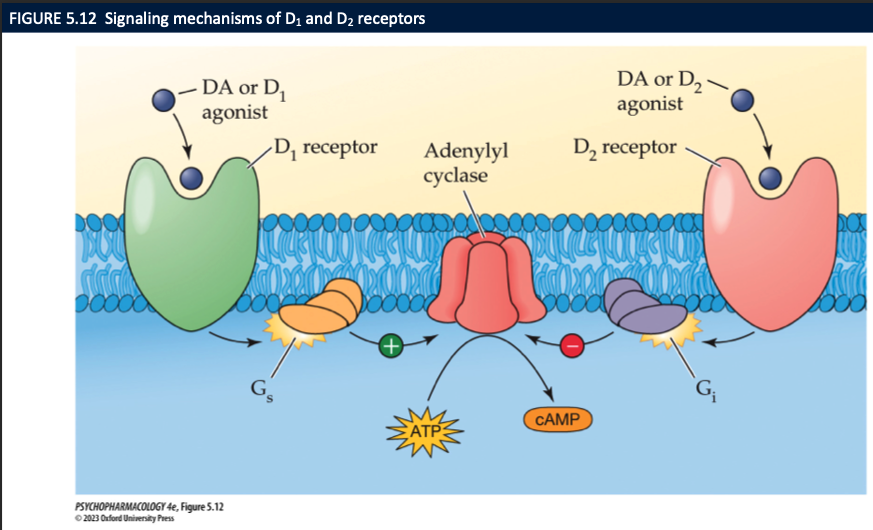 <ol><li><p>all are metabotropic → 5 main subtypes</p><ol><li><p>D1 and D2 are most common</p></li></ol></li></ol><p></p>