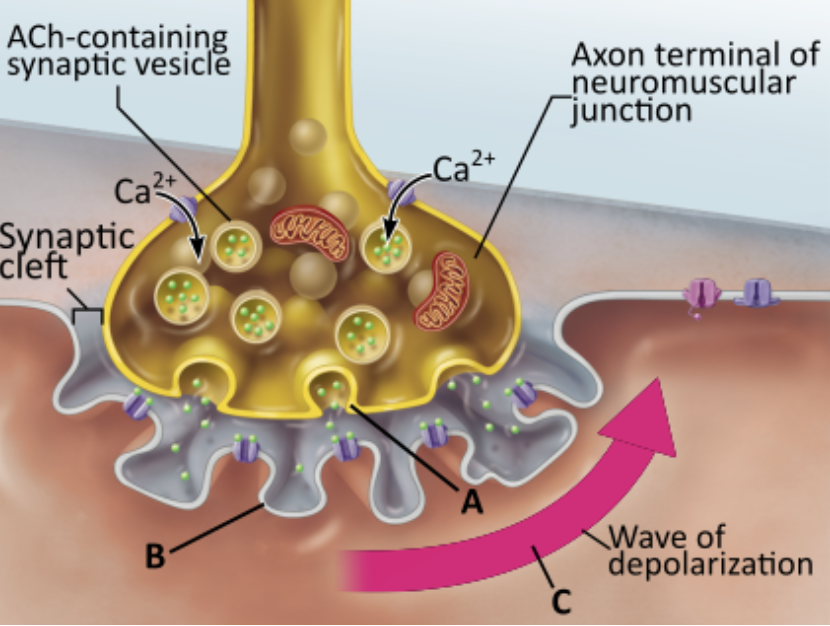<p>Which statement accurately describes the event indicated by B?</p><p></p><p>Diffusion of acetylcholine into the muscle fiber triggers the opening of an ion channel.</p><p>Binding of acetylcholine to a receptor triggers the opening of an ion channel.</p><p>The binding of acetylcholine directly causes the formation of a wave of depolarization.</p><p>Diffusion of Ca<sup>2+</sup> into the muscle fiber triggers the diffusion of acetylcholine out of the muscle fiber.</p>