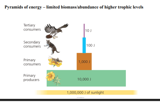 <ul><li><p>regarding the flow of energy through ecosystems&nbsp;</p></li><li><p>trophic efficiency = % of production (energy), transferred from one trophic level to the one above (primary producers → primary consumers → secondary consumers → tertiary consumers)</p></li><li><p>accounting for only reproductive and growth outputs, as these are all the energy that is transferred - not accounting for waste / used for respiration and survival / incomplete ingestion (energy that is consumed / lost)</p></li></ul><p>(consequences)</p><ul><li><p>results in a multiplicative loss of energy up through trophic levels</p></li><li><p>this is because primary producers only convert 1% of sunlight reaching the Earth, into biomass - only 10% is then converted to biomass (secondary production) in primary consumers - and so on (varies from 5-20% between trophic levels - generally a 10% loss per however)</p></li><li><p>so energy is progressively lost up trophic levels (represented via ecological pyramids of production measuring J)</p></li><li><p>can also be thought of in terms of biomass (g/m2), which follows a similar trend (multiplicative loss of biomass up trophic levels, due to recieving less energy)</p></li><li><p>this is because successive trophic levels require those below them to give them fuel, so as they less and less, those above lessen too</p></li></ul><p></p>