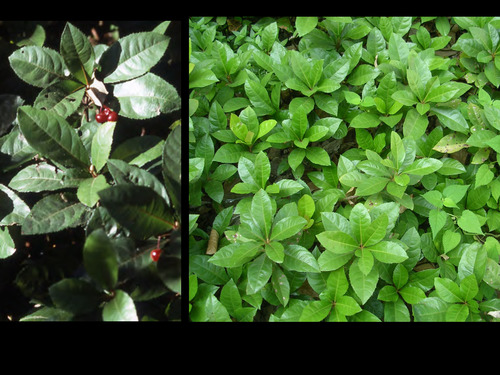 <p>Japanese Ardisia (Myrsinaceae)</p>