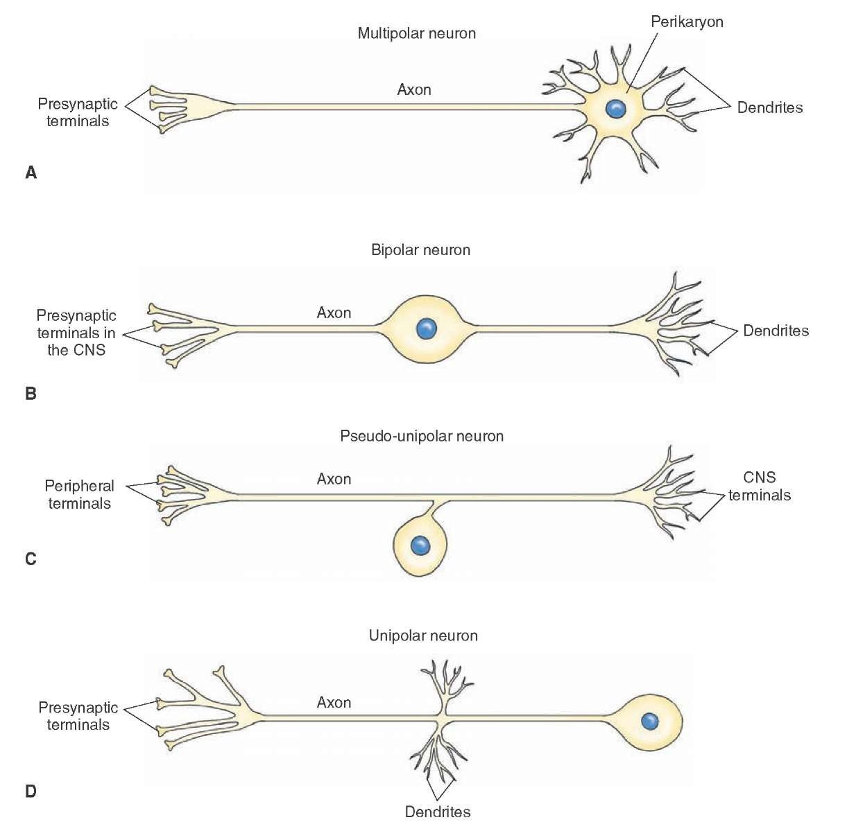 <ul><li><p>Multipolar neuron</p></li><li><p>Unipolar</p></li><li><p>Bipolar</p></li><li><p>Anaxonic</p></li></ul><p></p>