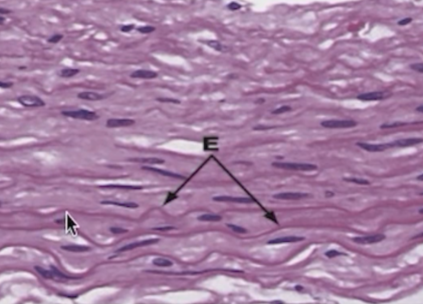 <p>Identify the pointed structures. </p>