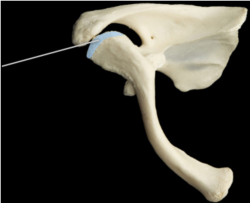 Which joint is highlighted?