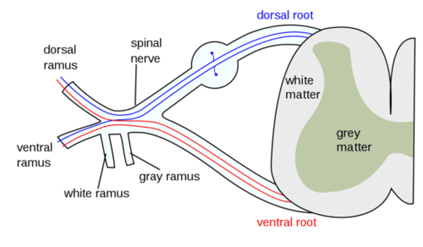 <p>1. ventral root (motor)</p><p>2. dorsal root (sensory)</p>