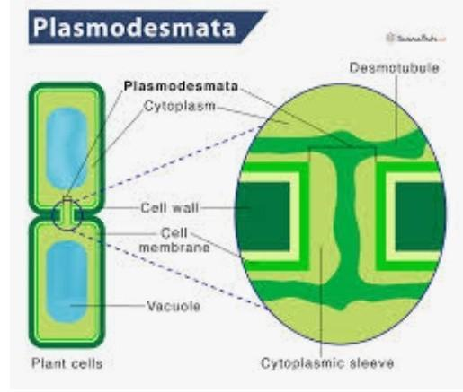 <p><span><span>microscopic channels connecting adjacent plant cells through their cell walls</span></span></p><p><span><span>allows for cytoplasmic streaming between adjacent plant cells</span></span></p>