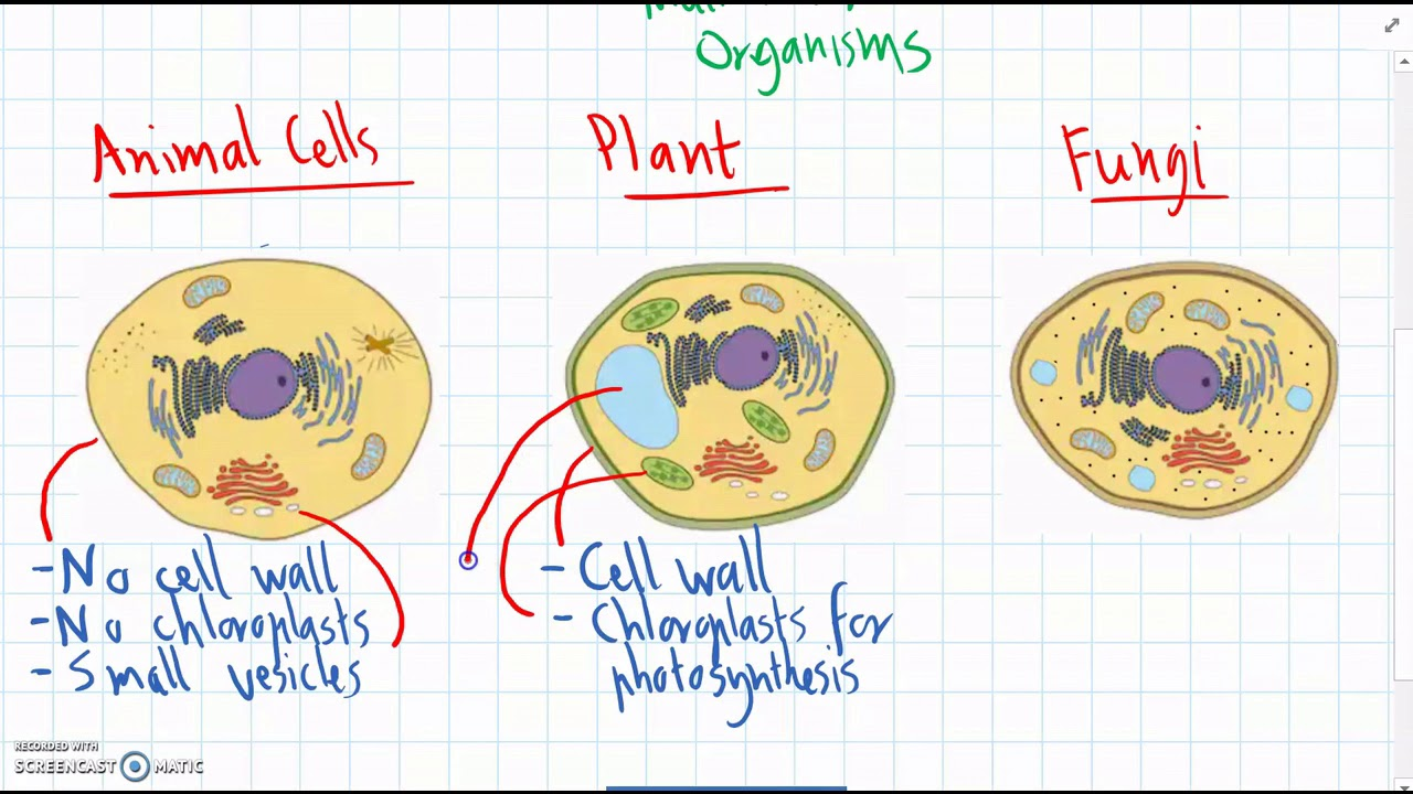 <p><span><span>Why aren’t fungi similar to plants?</span></span></p>
