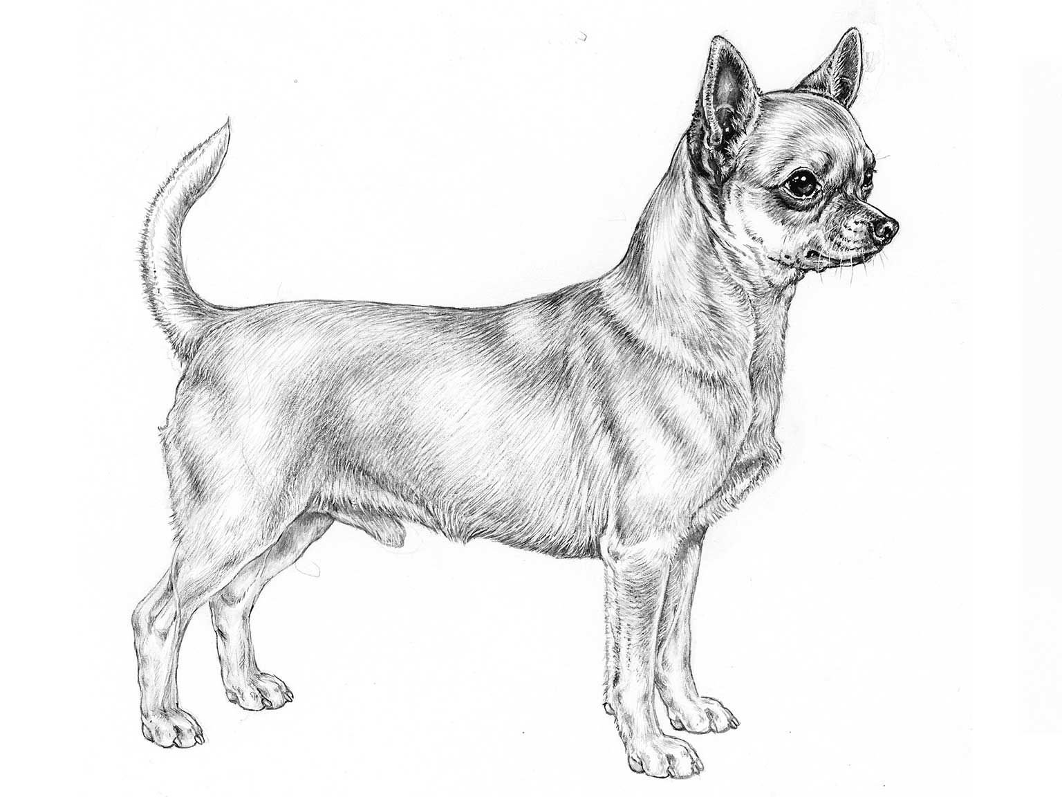 <p>chihuahua</p>
