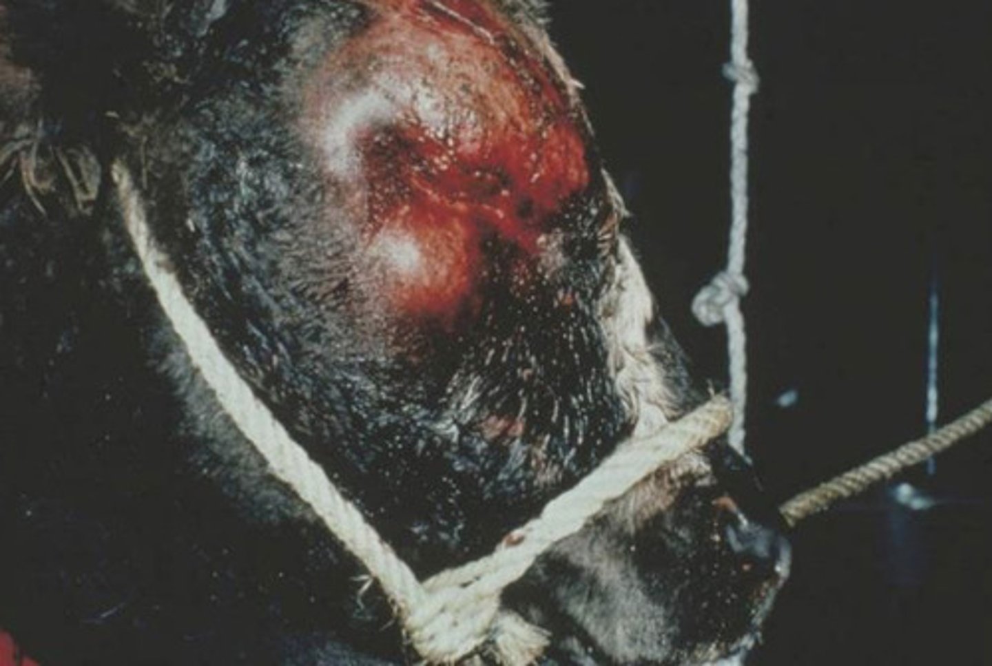 <p>-clinical presentation similar to rabies </p><p>-acquired through contact with pigs but this virus is now eradicated from domestic pigs in the USA</p><p>-<strong>clinical signs</strong>: self-mutilation // bellowing // look like they're choking // aggression </p><p>-no virus excretion at site of self mutilation (hence no transmission)</p><p>-virus can be isolated from the brain</p><p>-<span class="bgP">don't typically vaccinate cattle against this virus</span> </p>