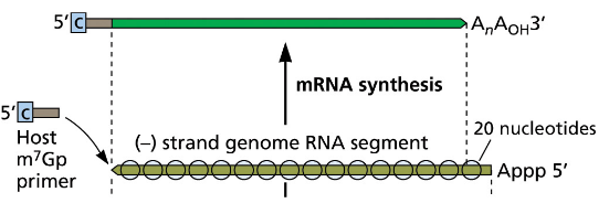* mRNA synthesis for viral protein translation & genome replication for viral progeny occur in nucleus
* polymerase is a cap-dependent RNA endonuclease
* 5’ end held by PB1 forms polyA tail stutter