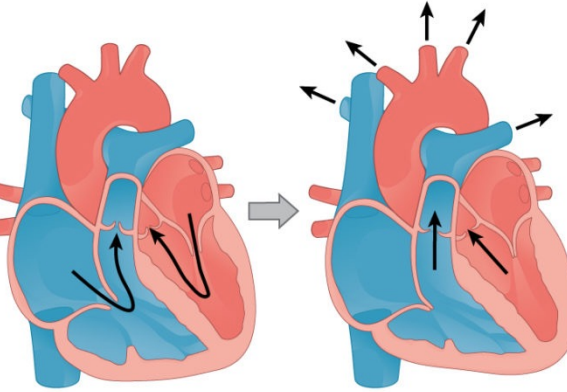 <p>Heart contracts Blood is moving through and out of heart</p>