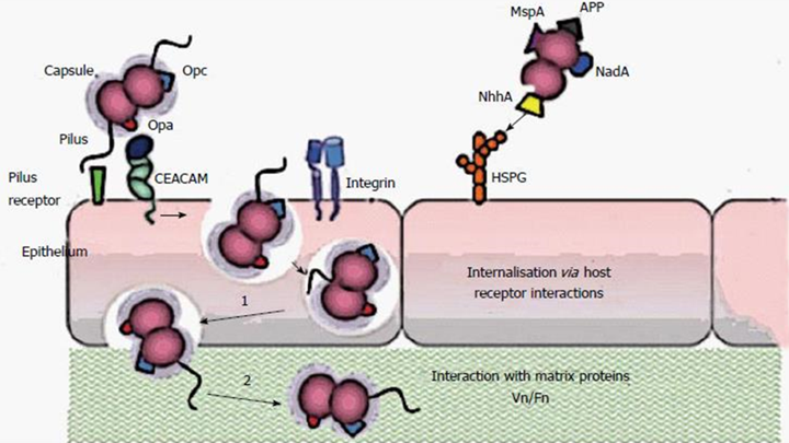 <p>LOS endotoxin <strong>damages blood vessels by making them more leaky</strong>, leading to inflammation, swelling, and severe complications like septic shock.</p>