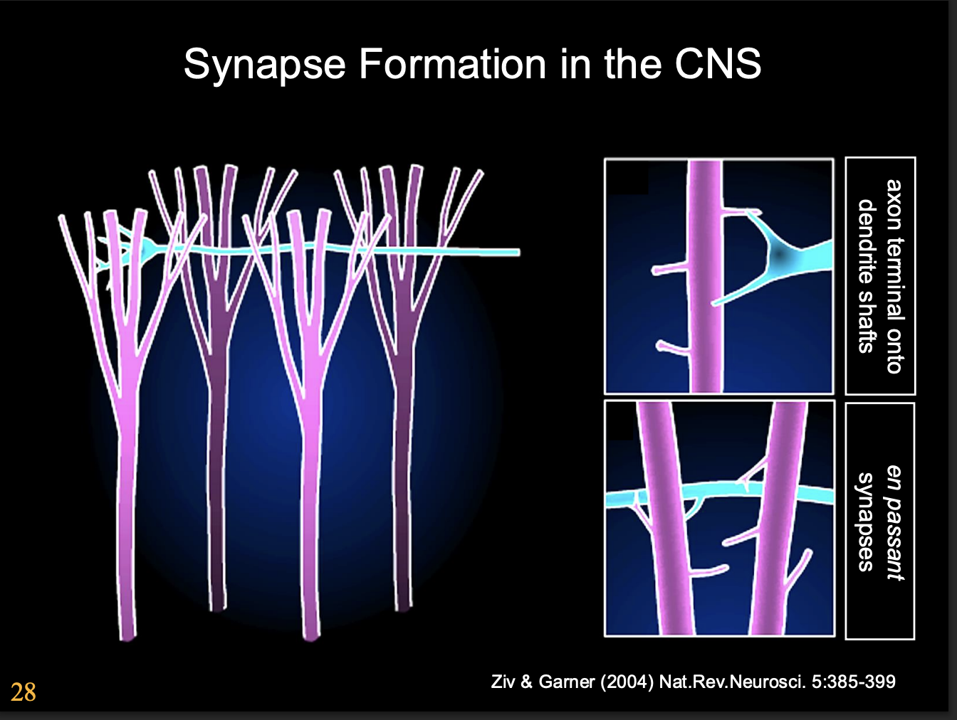 <ul><li><p>changes from highly motile navigational organelle→ presynaptic structure</p></li></ul><p>But what are the signals that induce these changes?</p><p></p>