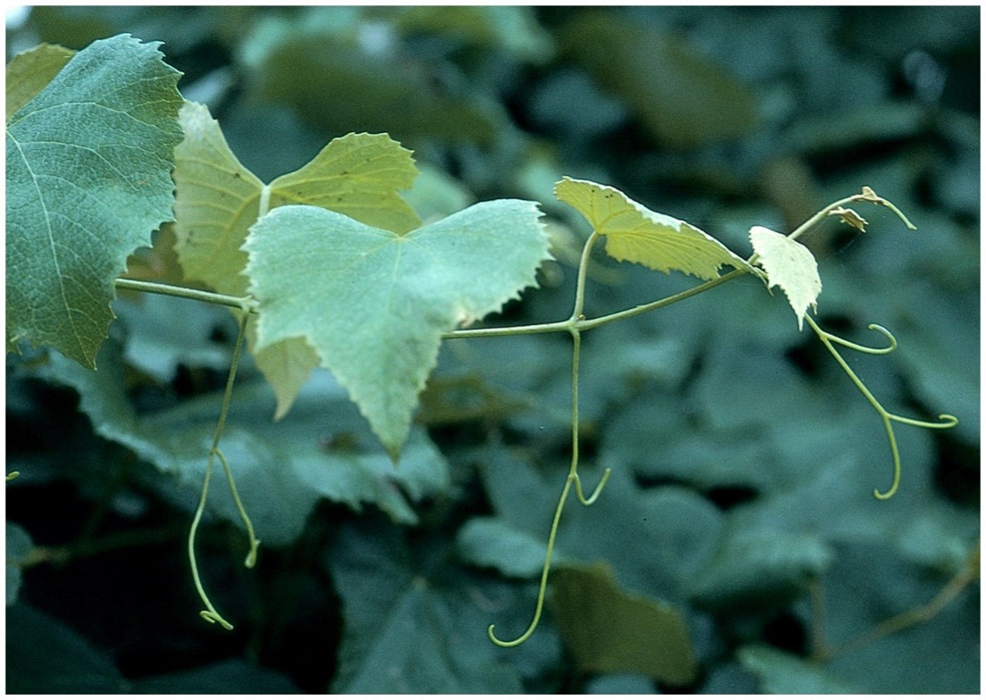 modified stems 