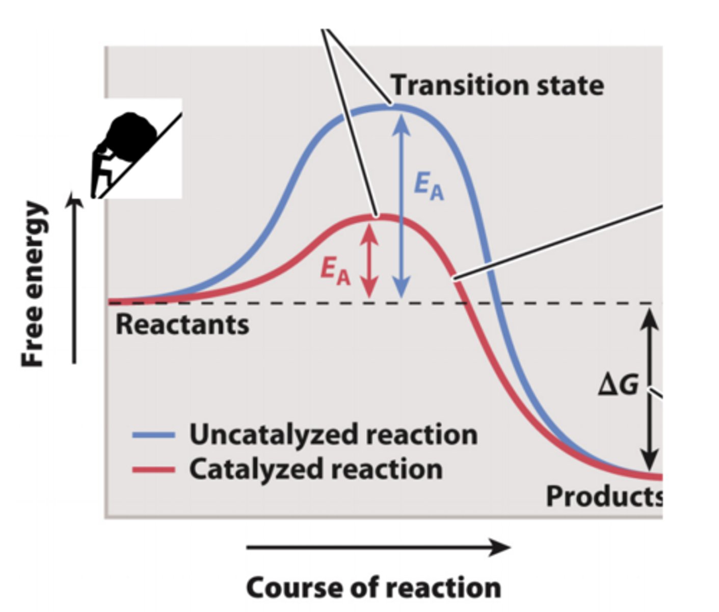 <p>-Even exergonic reactions don’t always proceed very quickly on their own because they have to get over an energy barrier in order to proceed. </p><p>-This is because in order to get from reactants to products, the reacting atoms have to go through a <strong>transition state</strong> that actually has <strong>higher free energy</strong> than the reactants. This is called the <strong>activation energy</strong>.</p>