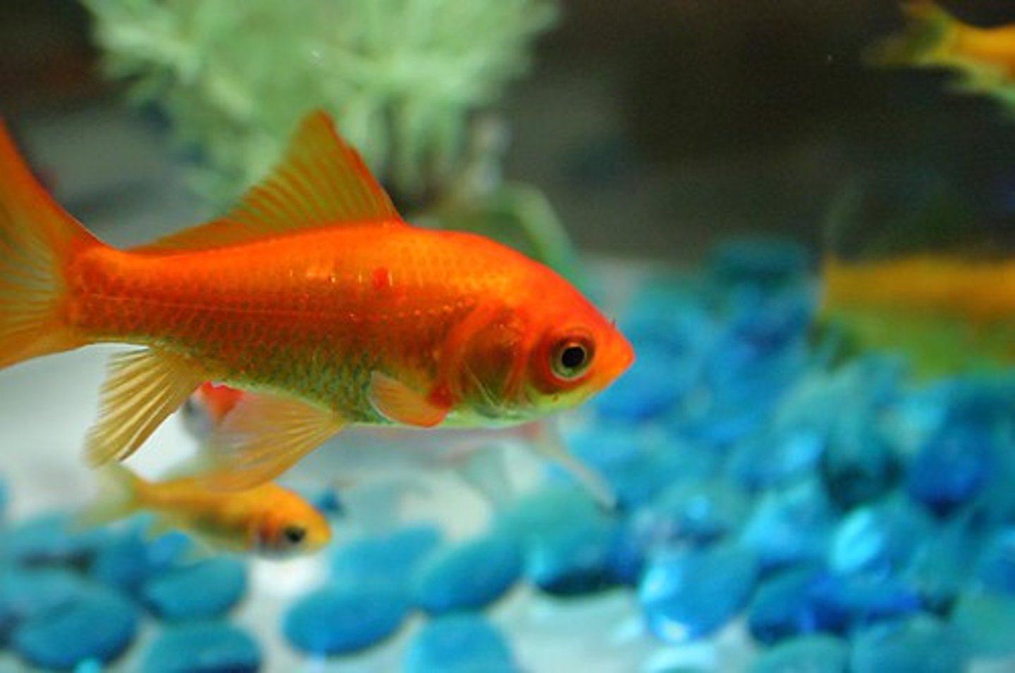 <p>goldfish</p>
