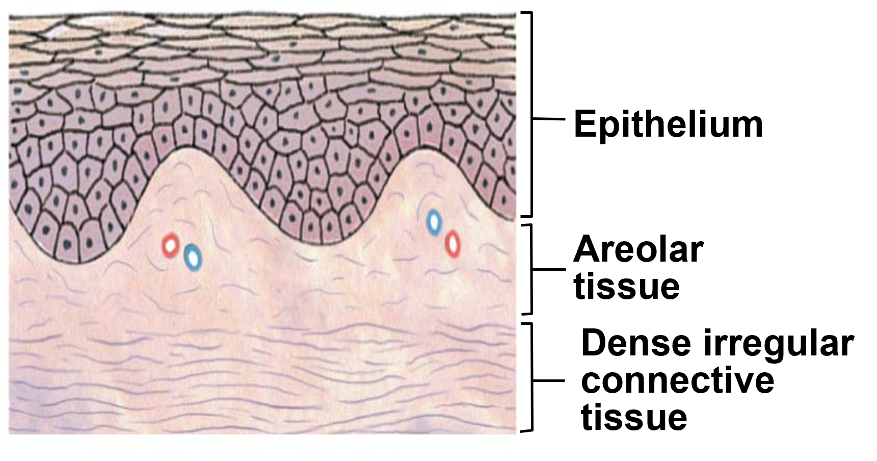 <ul><li><p>nourishes and supports epidermic from blood</p></li><li><p>areolar tissue</p></li><li><p>contains capillaries, lymphatics &amp; sensory neuron endings</p></li><li><p>dermal papillae project between epidermal ridges</p></li></ul><p></p>
