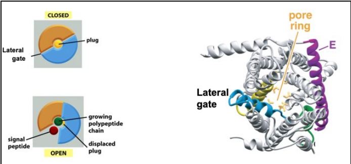 <ul><li><p>The lateral gate lies at the interface between TM2 (N-terminal half, blue) and TM7 (C-terminal half, yellow) of the SecY/Sec61α subunit.</p></li><li><p>SecY/Sec61 has two-fold symmetry, with N-terminal and C-terminal halves that can separate; Secβ/SecG and SecE stabilize the complex.</p></li><li><p>The main pore (for translocating polypeptides) is formed by the central Sec61α/SecY subunit, and is normally blocked by a plug helix.</p></li><li><p>During translocation, the channel can open laterally toward the lipid bilayer — a seam between TM2 and TM7 forms the gate.</p></li><li><p>Signal peptides insert into this lateral gate above the plug, while transmembrane segments (TMSs) of nascent membrane proteins exit through this opening into the bilayer.</p></li><li><p>Lateral release requires the two halves of SecY to swing open around a hinge in loop 5/6, creating a slit that allows hydrophobic segments to partition into the membrane.</p></li><li><p>This mechanism ensures that hydrophobic domains are inserted into the lipid bilayer while the rest of the chain continues through the pore, enabling co-translational membrane protein integration.</p></li></ul><p></p>