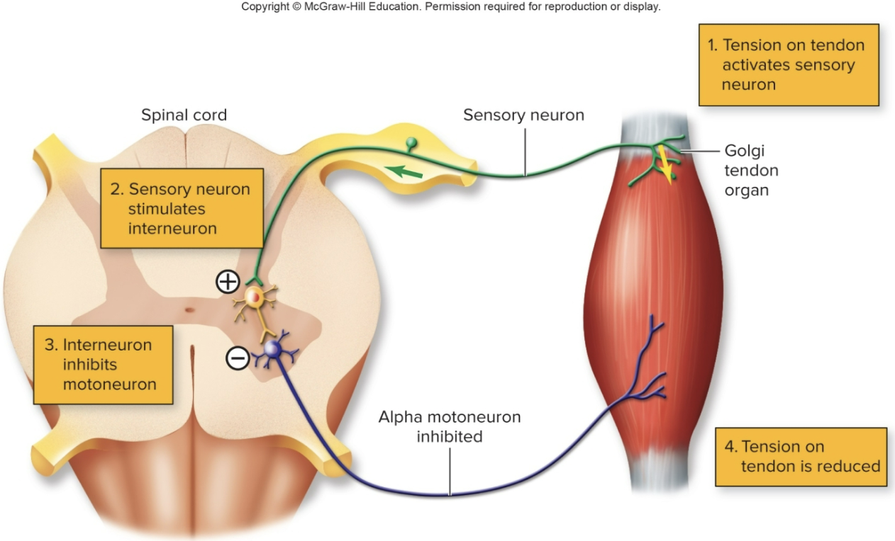 <p>constantly monitors tension in tendons</p><ul><li><p><mark data-color="yellow" style="background-color: yellow; color: inherit;">sensory neuron</mark> stimulates interneuron in spinal cord</p></li><li><p><mark data-color="yellow" style="background-color: yellow; color: inherit;">interneuron inhibits </mark>motor neuron</p></li><li><p>tension in tendon is reduced</p></li></ul><p><strong>disynaptic reflex </strong>involving <u>two synapses</u></p>