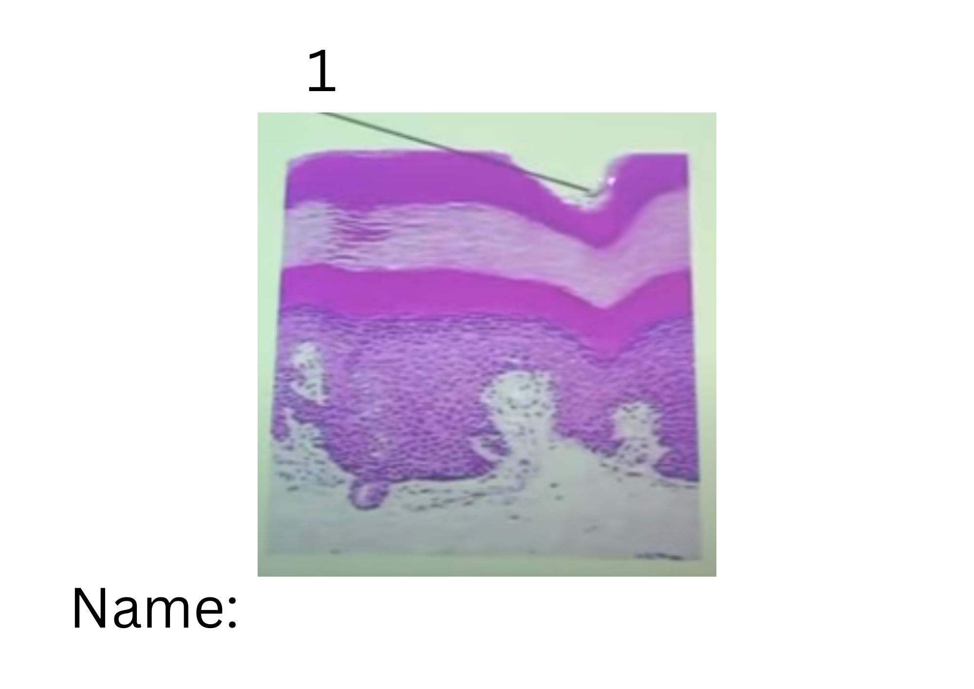 term image
