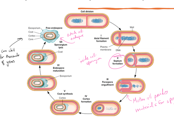 <p>Briefly describe sporulation </p>