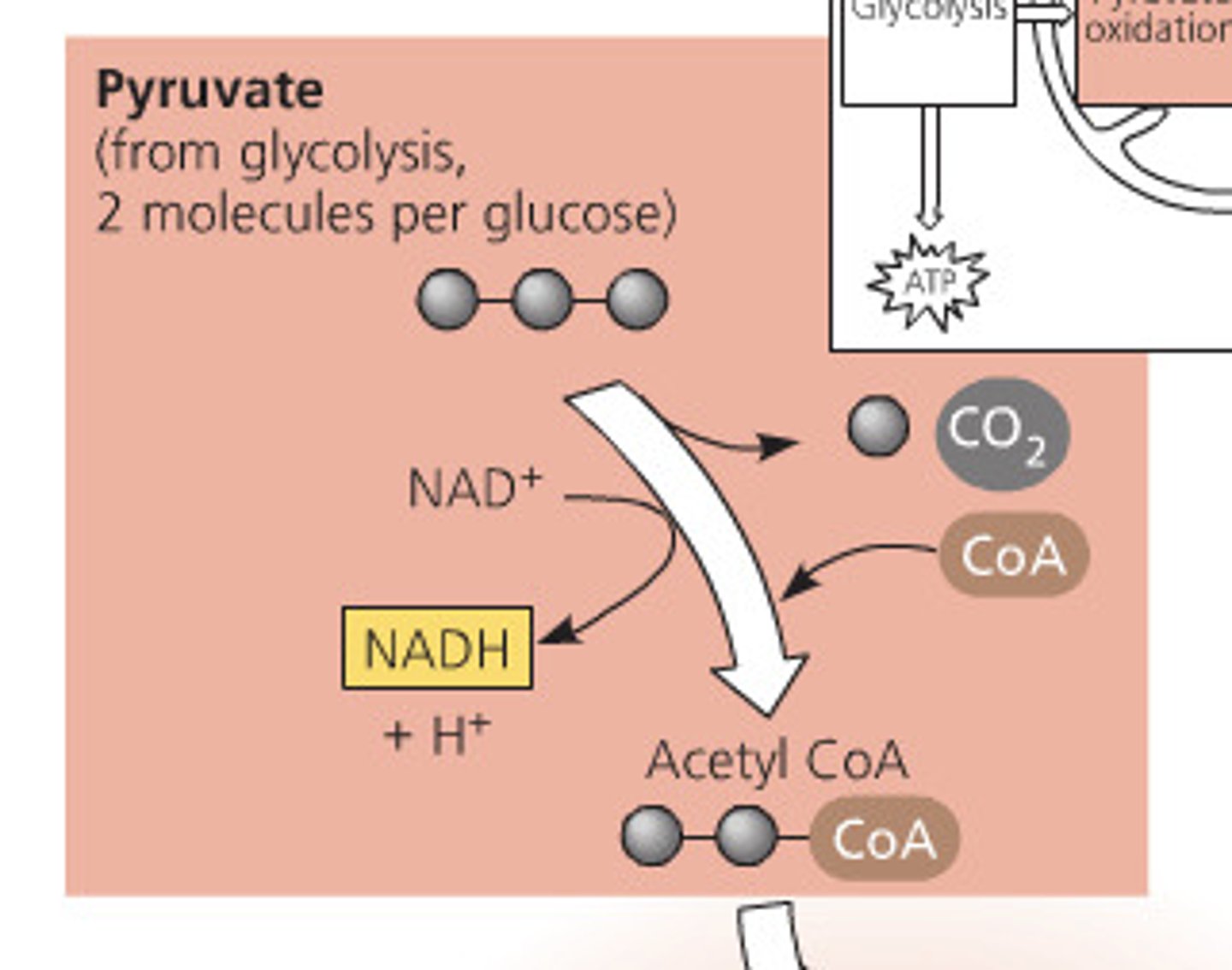 <p>A transport protein moves pyruvate from the cytosol into the matrix of the mitochondria</p><p>Carbon is removed in the form of CO2, electrons are stripped from the pyruvate to form 2 NADH, and coenzyme A joins with the remaining two carbons</p><p>2 acetyl are produced per glucose molecule</p>