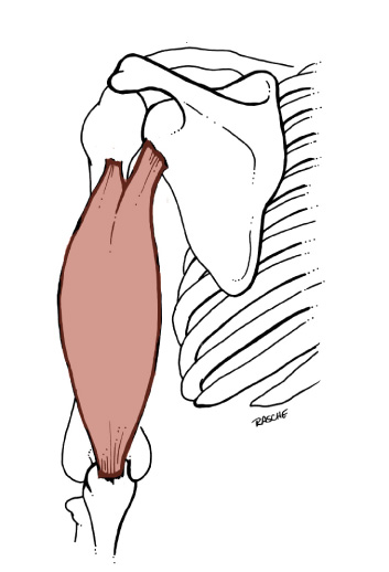 <p>Origin: <span>Long head: infraglenoid tubercle of the Scapula; Lateral head: posterolateral Humerus &amp; lateral intermuscular septum; Medial head: posteromedial surface of the inferior 1/2 of the Humerus</span></p><p>Insertion: <span>Olecranon process of the Ulna</span></p><p>Action: <span>extends the forearm; the long head extends and adducts arm</span></p>