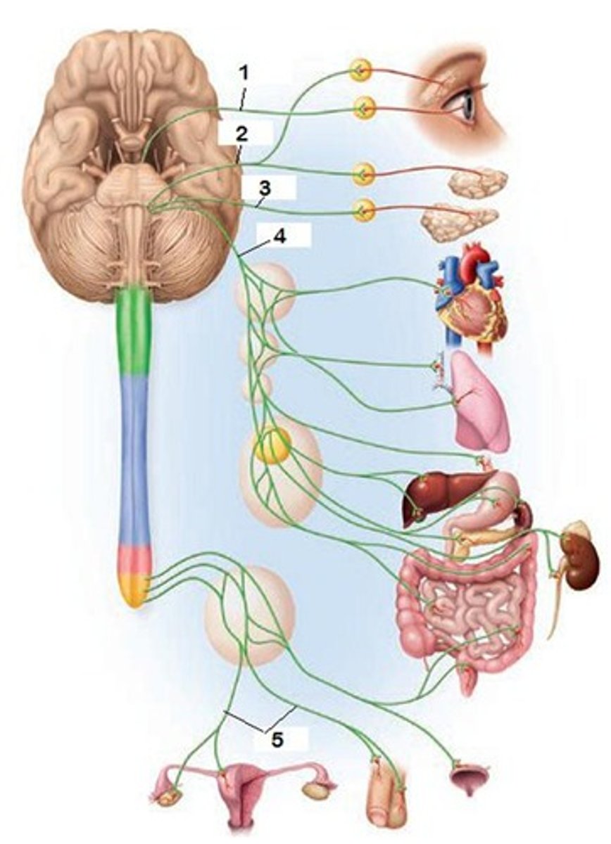 <p>the part of the peripheral nervous system that controls the glands and the muscles of the internal organs (such as the heart). Its sympathetic division arouses; its parasympathetic division calms.</p>