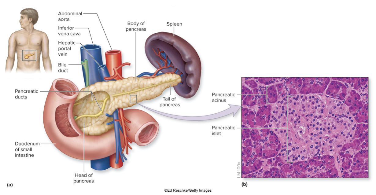 <p>secretion</p><ul><li><p>secondary endocrine gland</p></li></ul>