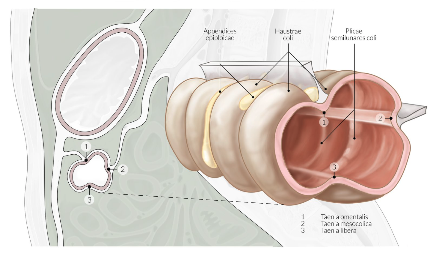 <p>E. Taeniae (Tänien)</p>