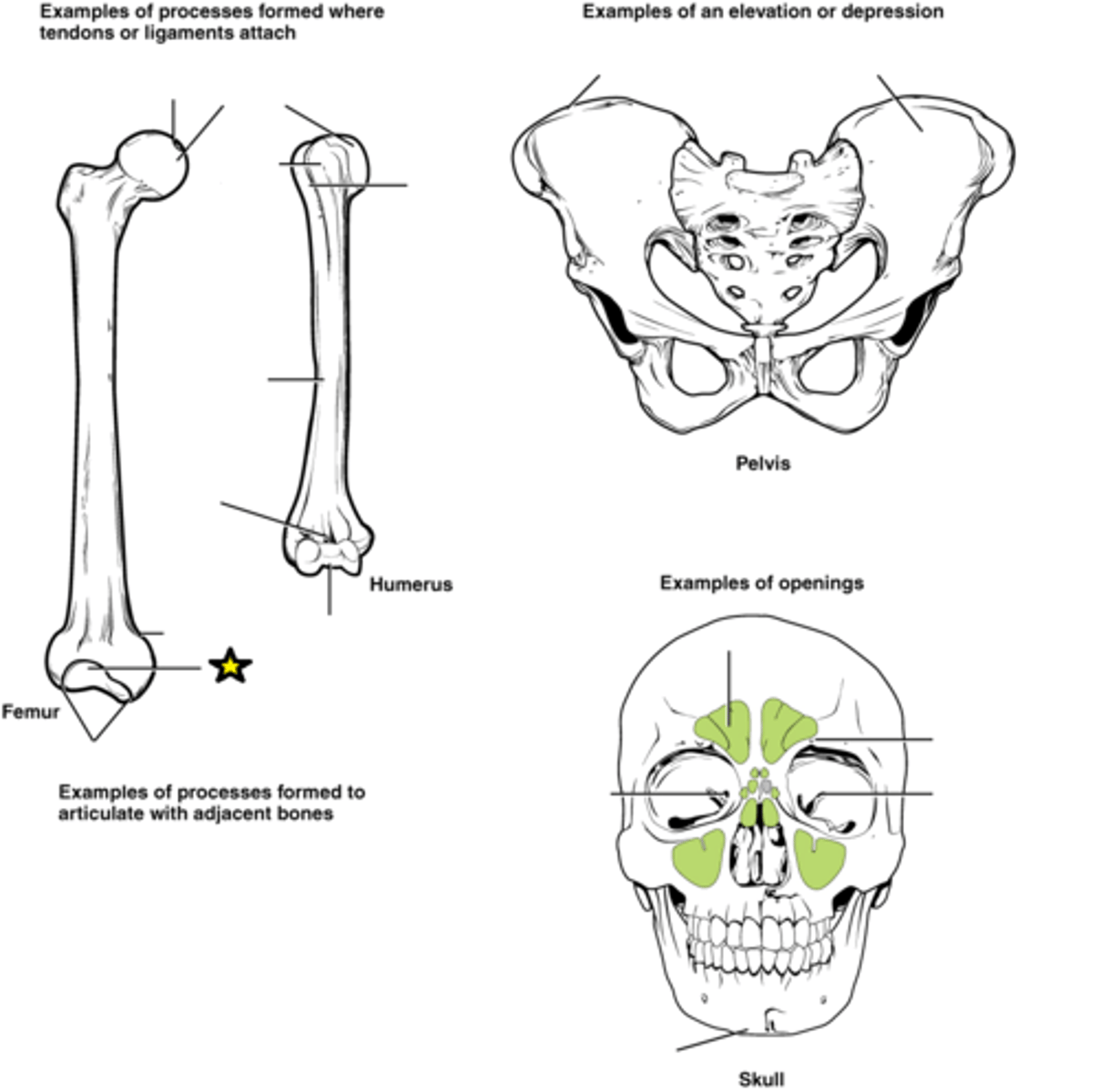 <p>Smooth, nearly flat articular surface</p>