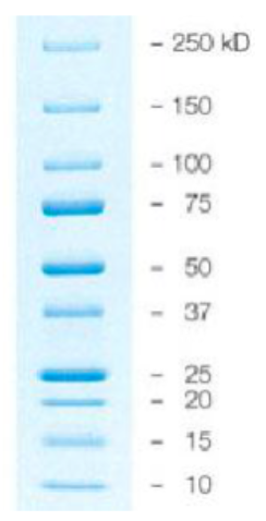 <ul><li><p>contains mixture of proteins of known molecular weight & loaded on gel to estimate size of proteins in sample</p></li><li><p>In today’s lab, “<strong>Precision Plus Protein Standard” </strong>containing range of protein sizes is used to size GFP</p></li></ul>