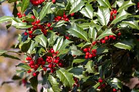<p>Small/medium tree, often shrub</p><p>Leaf: often deciduous, thick green, sharp points</p><p>Fruit: red showy berries</p><p>Bark: smooth, often appears camo</p><p>common ornamental</p>