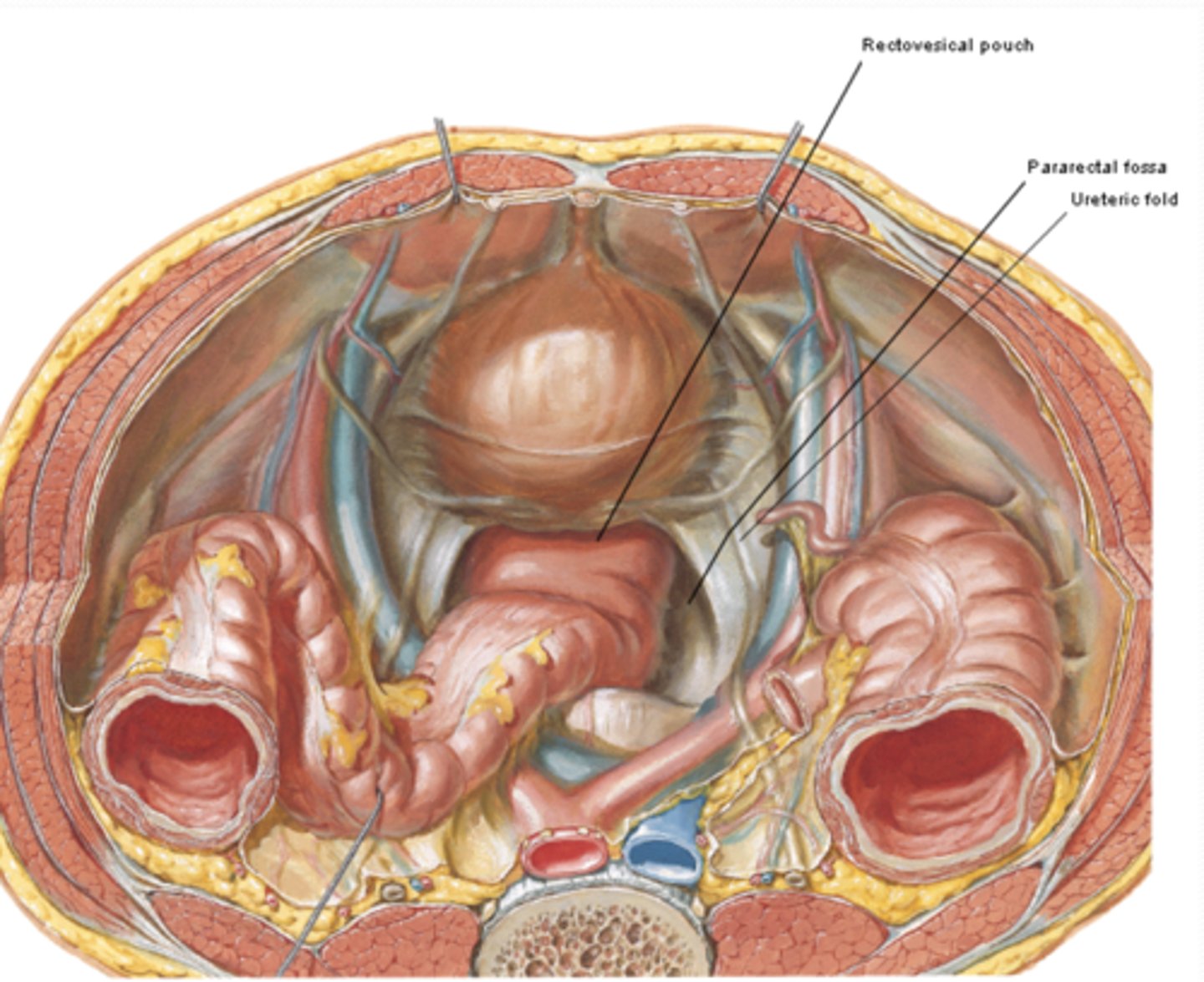 <p>What is the Ureteric fold (M) formed by?</p>
