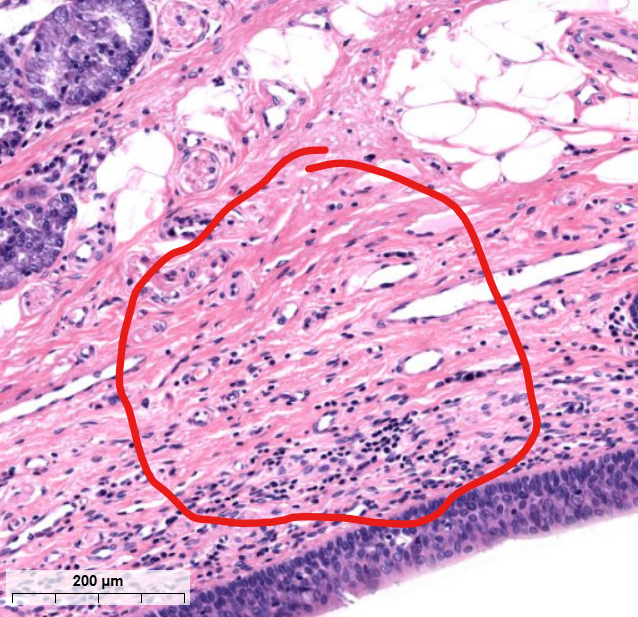 <p>tissue type/layer?</p>