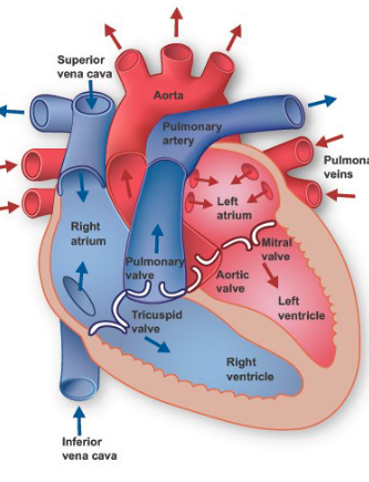 <p>(pulmonary + aortic)</p><ul><li><p>prevent blood from flowing back into the heart after it leaves the ventricles</p></li></ul><p></p>
