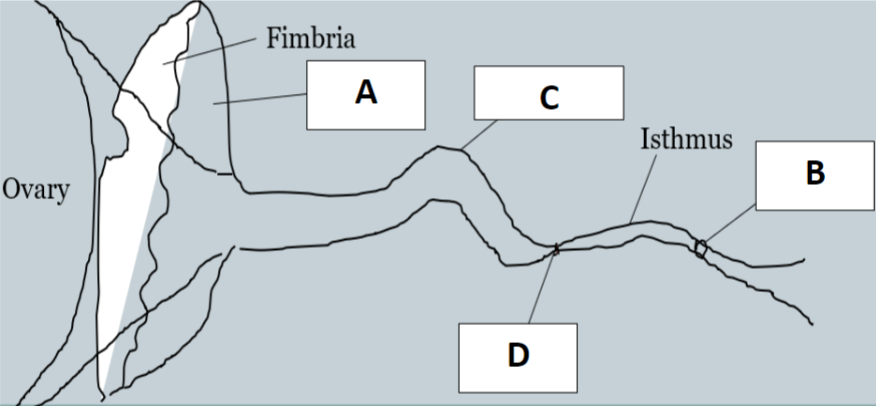 <p><span>Name the following parts of the male reproductive system:</span></p>