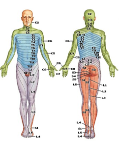 <p>Dermatome</p>