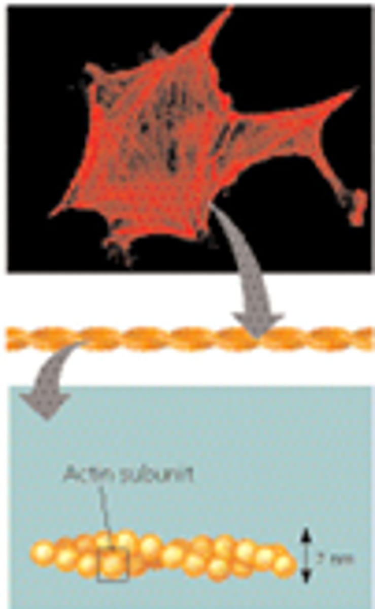 <p>Part of the cytoskeleton; actin (a protein) filaments that play a role in cell division and shape</p>