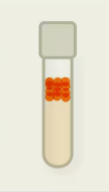 <p>needs oxygen to live, breaks down sugars using it</p><p>absolute dependence on oxygen use in metabolism</p><p>can effectively manage reactive oxygen species</p>