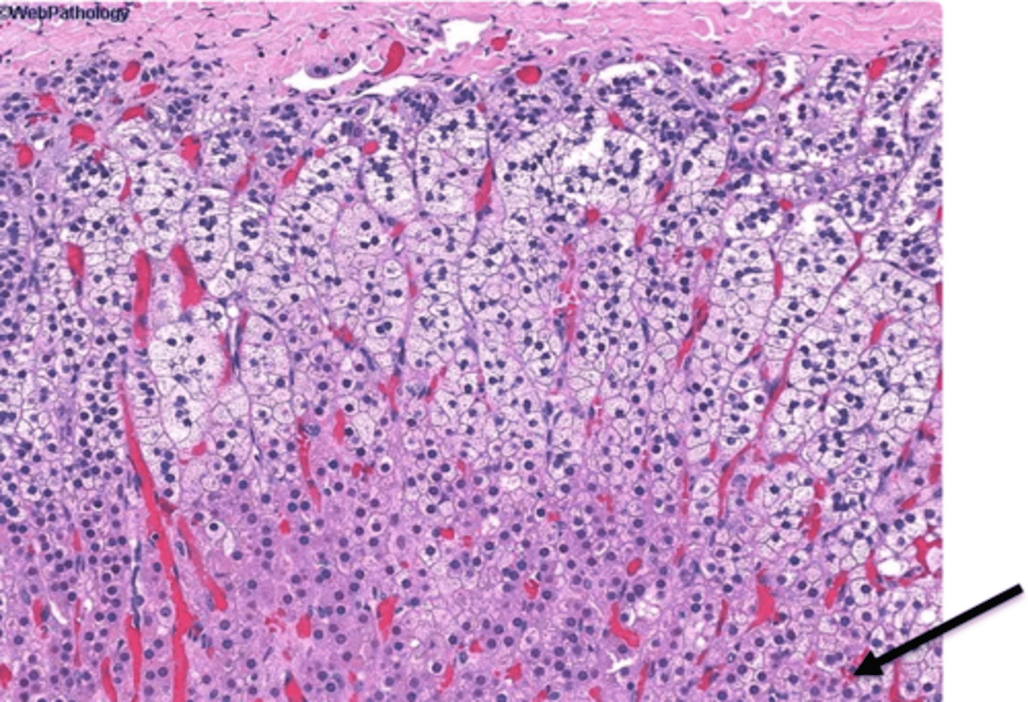 <p>deepest glandular tissue layer that secretes androgens (not to be confused with nervous tissue, and the deepest layer of the entire gland).</p>