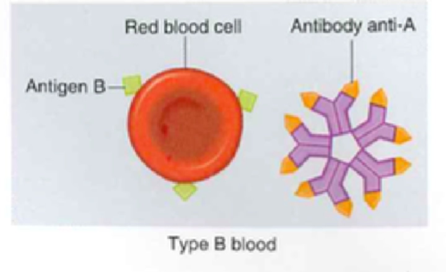<p>blood that has the B antigen and anti-A antibodies</p>