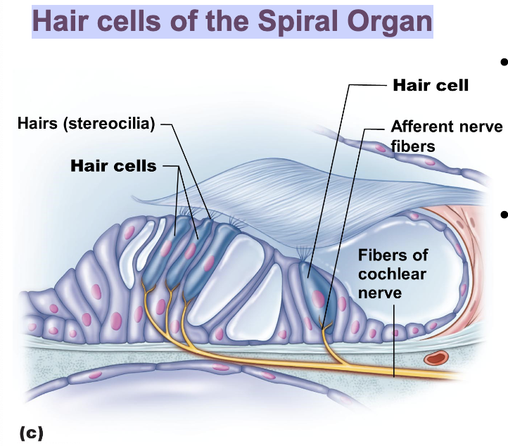 <ul><li><p><span>Hairs (stereocilia) bend and activate Hair Cell receptors</span></p></li><li><p><span>Sensory signals produced in the cochlear nerve</span></p></li></ul><p></p>