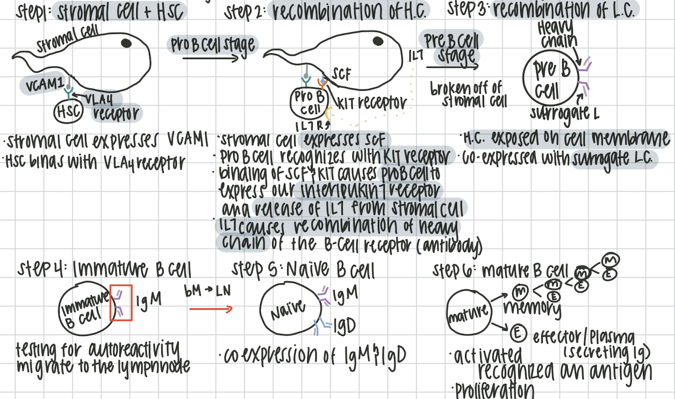<p>beings in the bone marrow, finishes in lymphnode to be activated. 2 stages antigen independent and antigen dependent. Remember the six stages: <u>H</u>appy <u>PRO</u>fessors <u>PRE</u>pare <u>I</u>nteresting <u>N</u>otes <u>M</u>eticulously </p>