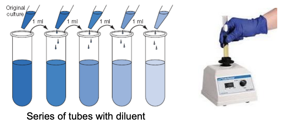 <ul><li><p>Serial dilution will<strong> thin out microbial population until there is only 1 cell left </strong>in a tube of diluent <em>(10-fold decrease in no. of cells as dilution increases)</em></p></li><li><p>Prior to transferring inoculum from 1 tube to another, it’s important to <strong>vigorously shake the tube </strong>where you’ll be taking your inoculum from, specifically shaking it <u>25 times in 1 ft arc within 7s</u> or <u>use a vortex mixer</u></p></li></ul><p></p>