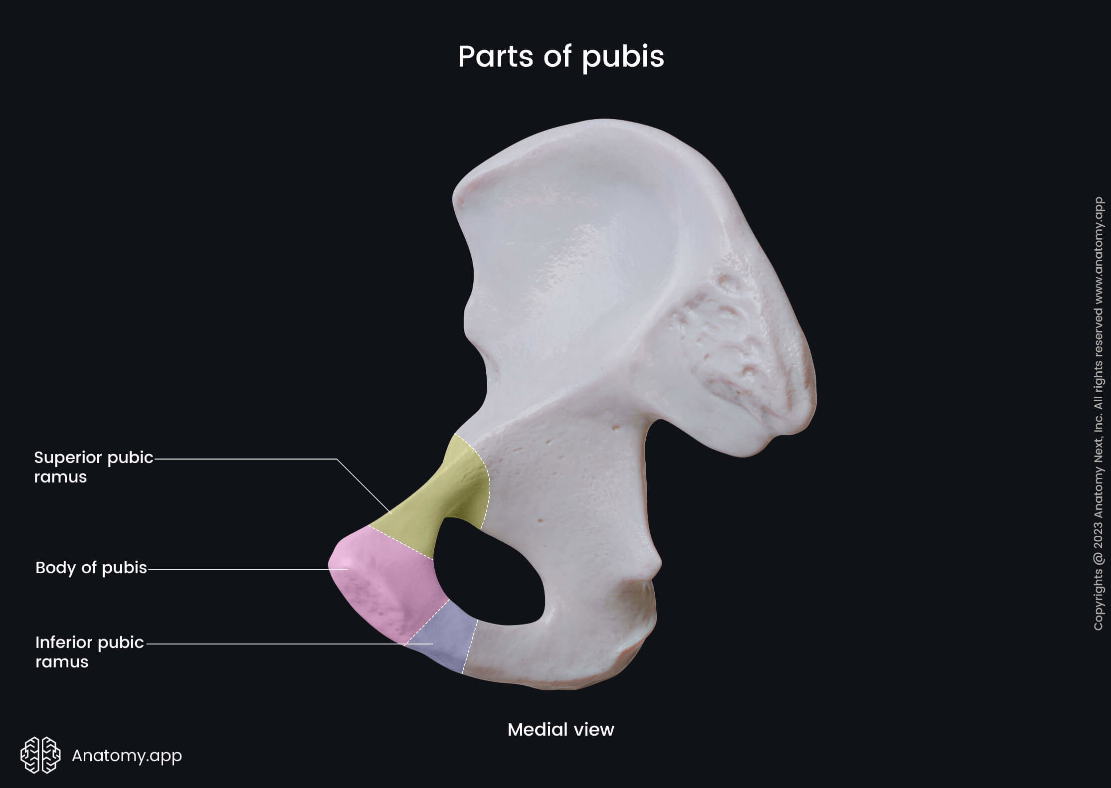 <p>top ramus of pubic (connects to ilium</p>