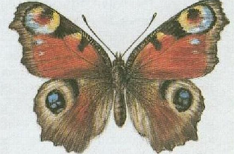 term image