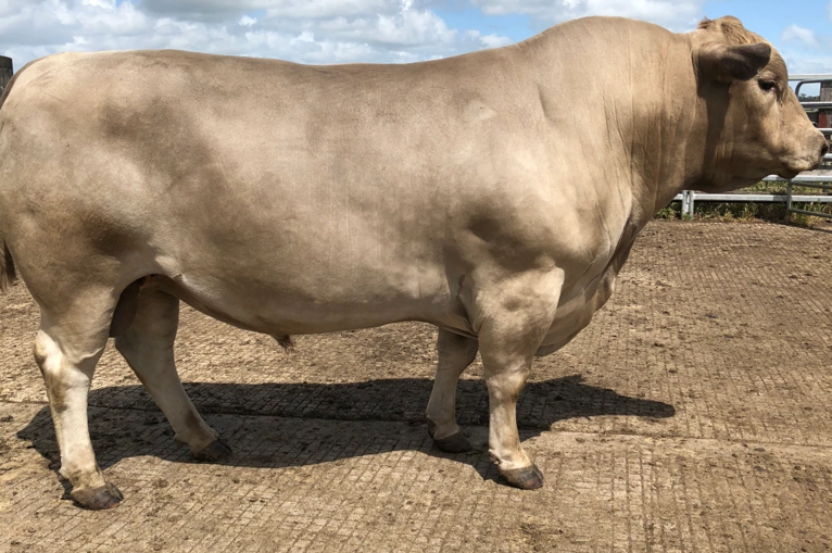 <ul><li><p>Originated in <strong>Australia</strong></p></li><li><p>Angus x Shorthorn</p></li><li><p><strong>Too fatty</strong></p><ul><li><p><strong>Irrelevant to the industry</strong></p></li></ul></li></ul><p></p>