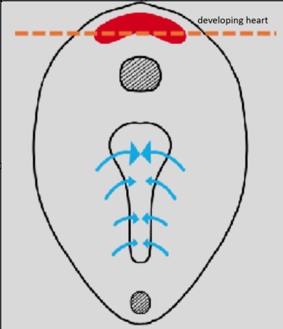 <ul><li><p>from lateral plate mesoderm</p></li></ul><p></p>