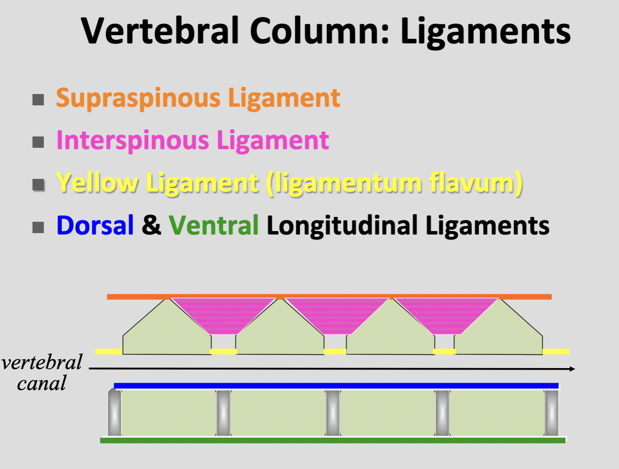 <p>Ligamenta flava  (yellow ligament)</p>